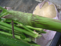 クリックすると大きな画像が出てきます。