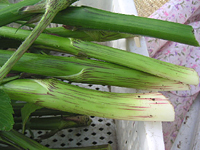 クリックすると大きな画像が出てきます。