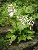 クリックすると大きな画像が出てきます。