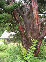 クリックすると大きな画像が出てきます。