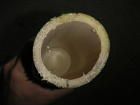 クリックすると大きな画像が出てきます。