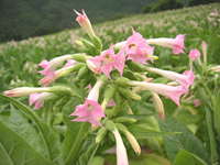 クリックすると大きな画像が出てきます。