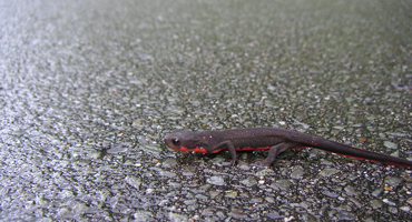 クリックすると大きな画像が出てきます。