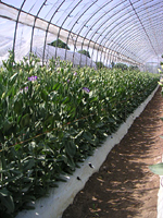 クリックすると大きな画像が出てきます。