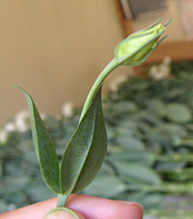 クリックすると大きな画像が出てきます。