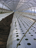 クリックすると大きな画像が出てきます。