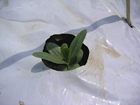 クリックすると大きな画像が出てきます。