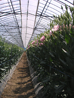 クリックすると大きな画像が出てきます。