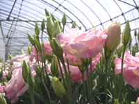 クリックすると大きな画像が出てきます。