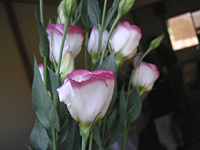 クリックすると大きな画像が出てきます。