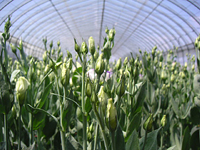 クリックすると大きな画像が出てきます。