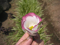 クリックすると大きな画像が出てきます。