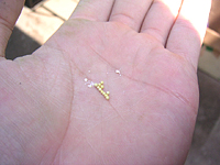 クリックすると大きな画像が出てきます。