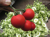 クリックすると大きな画像が出てきます。