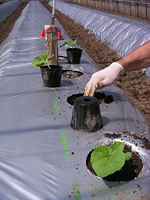 クリックすると大きな画像が出てきます。