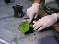 クリックすると大きな画像が出てきます。