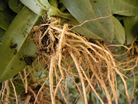 クリックすると大きな画像が出てきます。