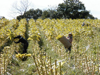 クリックすると大きな画像が出てきます。