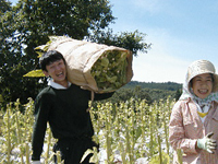 クリックすると大きな画像が出てきます。