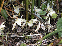 クリックすると大きな画像が出てきます。