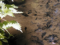 クリックすると大きな画像が出てきます。