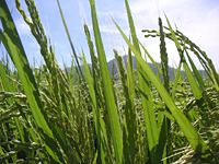 クリックすると大きな画像が出てきます。