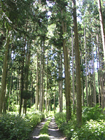 クリックすると大きな画像が出てきます。