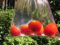 クリックすると大きな画像が出てきます。