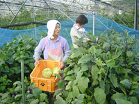 クリックすると大きな画像が出てきます。