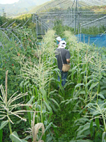 クリックすると大きな画像が出てきます。