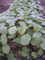 クリックすると大きな画像が出てきます。