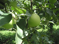 クリックすると大きな画像が出てきます。