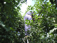 クリックすると大きな画像が出てきます。