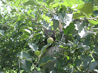 クリックすると大きな画像が出てきます。