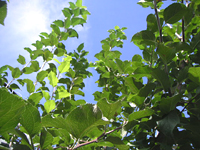 クリックすると大きな画像が出てきます。