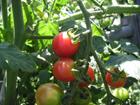 クリックすると大きな画像が出てきます。