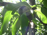 クリックすると大きな画像が出てきます。