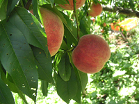 クリックすると大きな画像が出てきます。