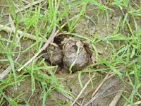 クリックすると大きな画像が出てきます。