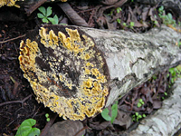 クリックすると大きな画像が出てきます。