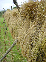 クリックすると大きな画像が出てきます。