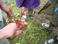 クリックすると大きな画像が出てきます。