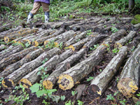 クリックすると大きな画像が出てきます。