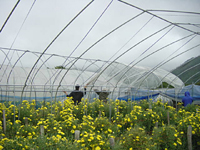 クリックすると大きな画像が出てきます。