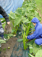 クリックすると大きな画像が出てきます。