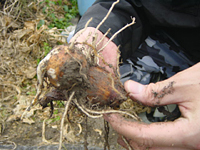 クリックすると大きな画像が出てきます。