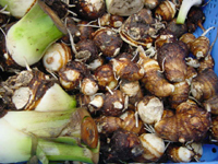 クリックすると大きな画像が出てきます。