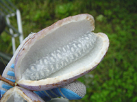 クリックすると大きな画像が出てきます。