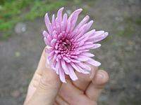 クリックすると大きな画像が出てきます。