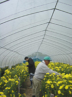 クリックすると大きな画像が出てきます。